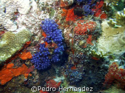 Blue Bell Tunicate,Culebra Puerto Rico,Camera DC310 by Pedro Hernandez 